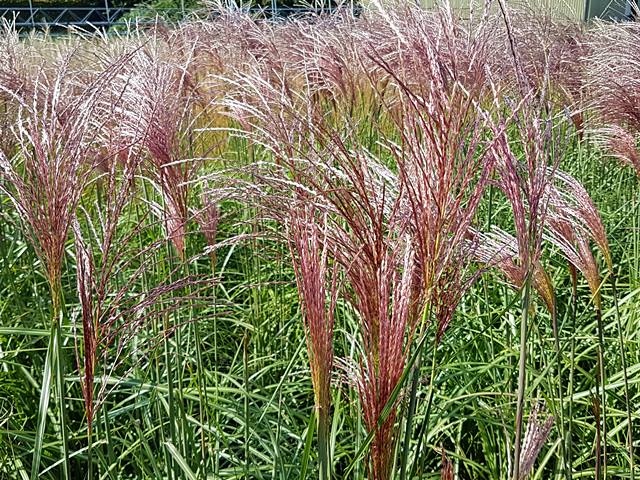 Miscanthus sinensis 'Malepartus' - (Garten-Chinaschilf 'Malepartus'),