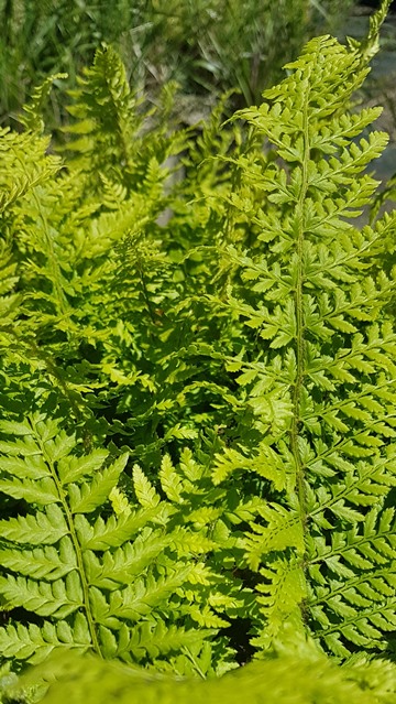 Polystichum setiferum - (Weicher Schildfarn),