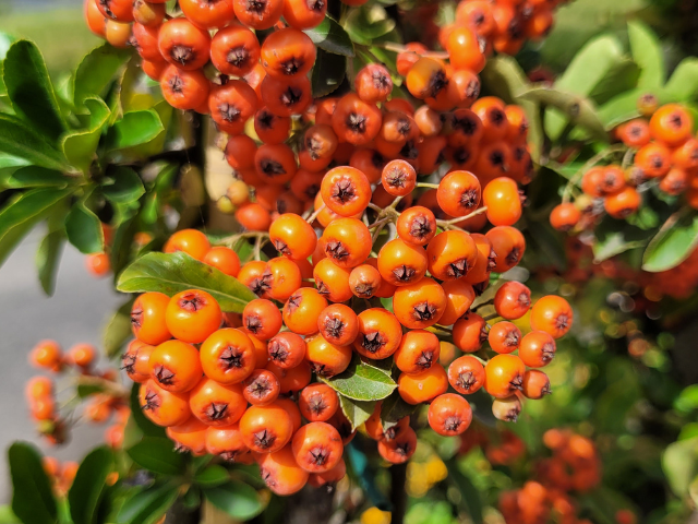 Feuerdorn 'Orange Charmer' - Pyracantha 'Orange Charmer' | Hecken-Direkt.de
