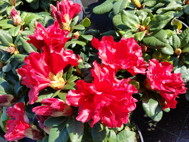 Rhododendron "Scarlet Wonder" | Hecken-Direkt.de