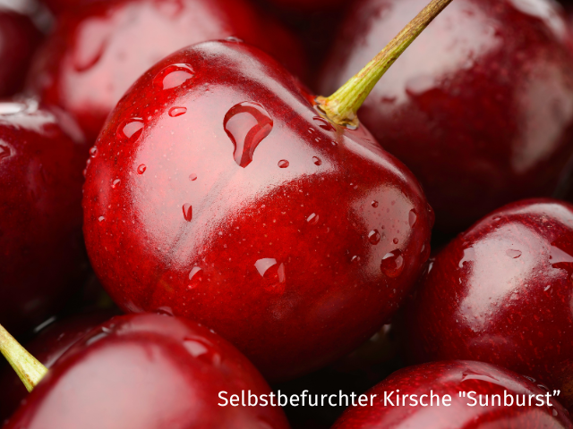 Skirsche "Sunburst" - Prunus avium "Sunburst" | Hecken-Direkt.de
