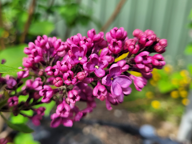 Edelflieder "Andenken an Ludwig Spth" - Syringa vulgaris "Andenken an  Ludwig Spth" | Hecken-Direkt.de
