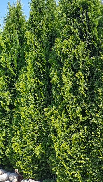 Lebensbaum 'Smaragd' - Thuja occidentalis 'Smaragd' | Hecken-Direkt.de