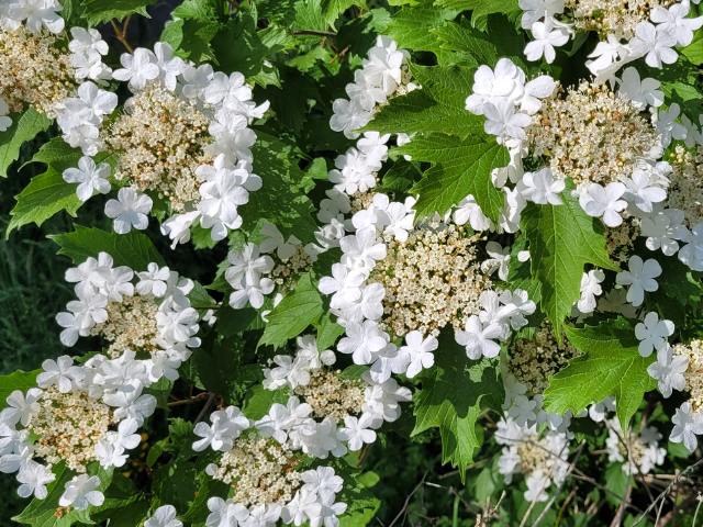 Schneeball - Viburnum opulus | Hecken-Direkt.de