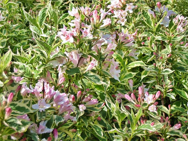 Weigela florida 'Nana Variegata' - (Buntblttrige Weigelie 'Nana  Variegata'),