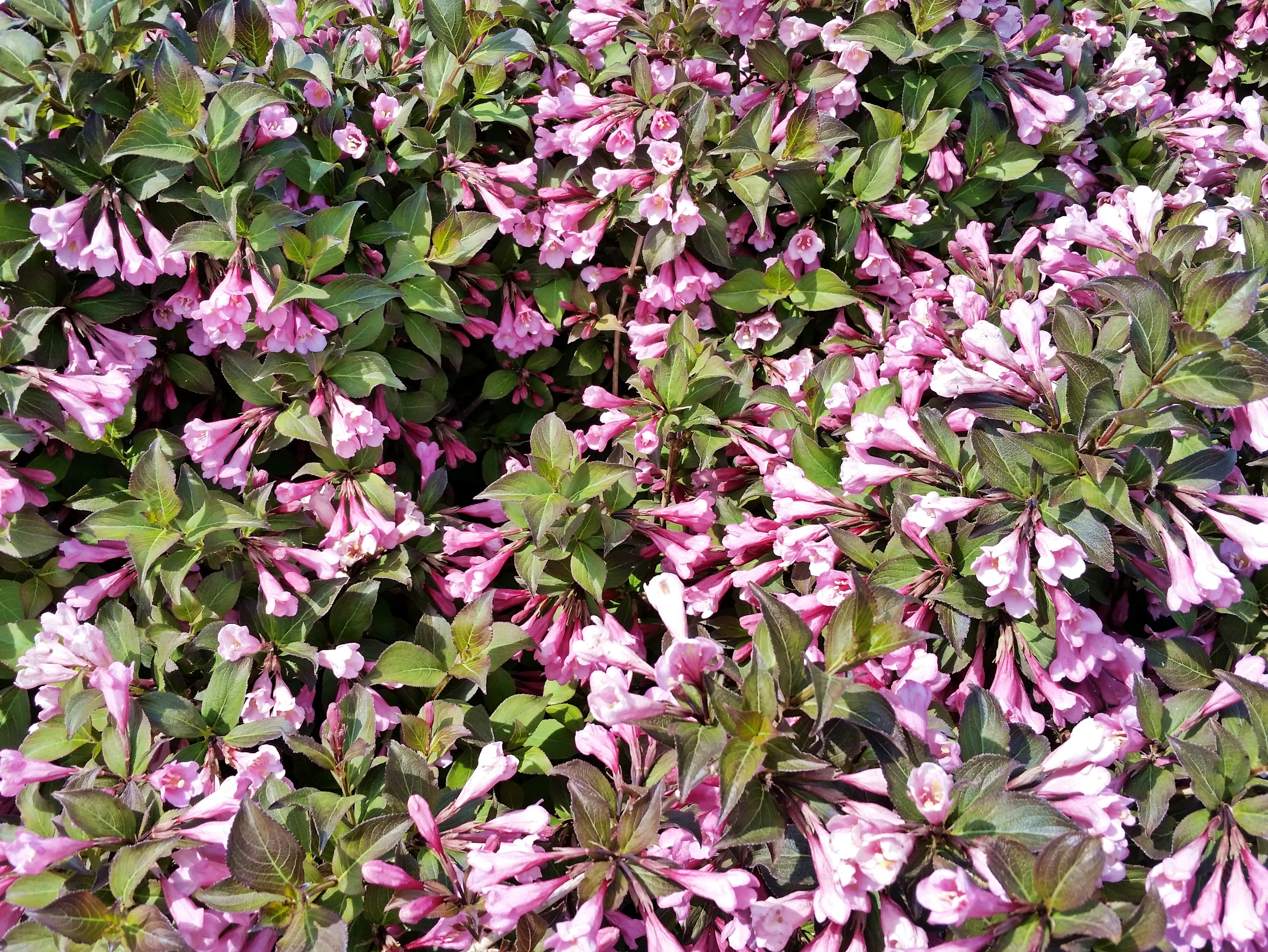 Weigela florida 'Victoria' - (Weigelie 'Victoria'),