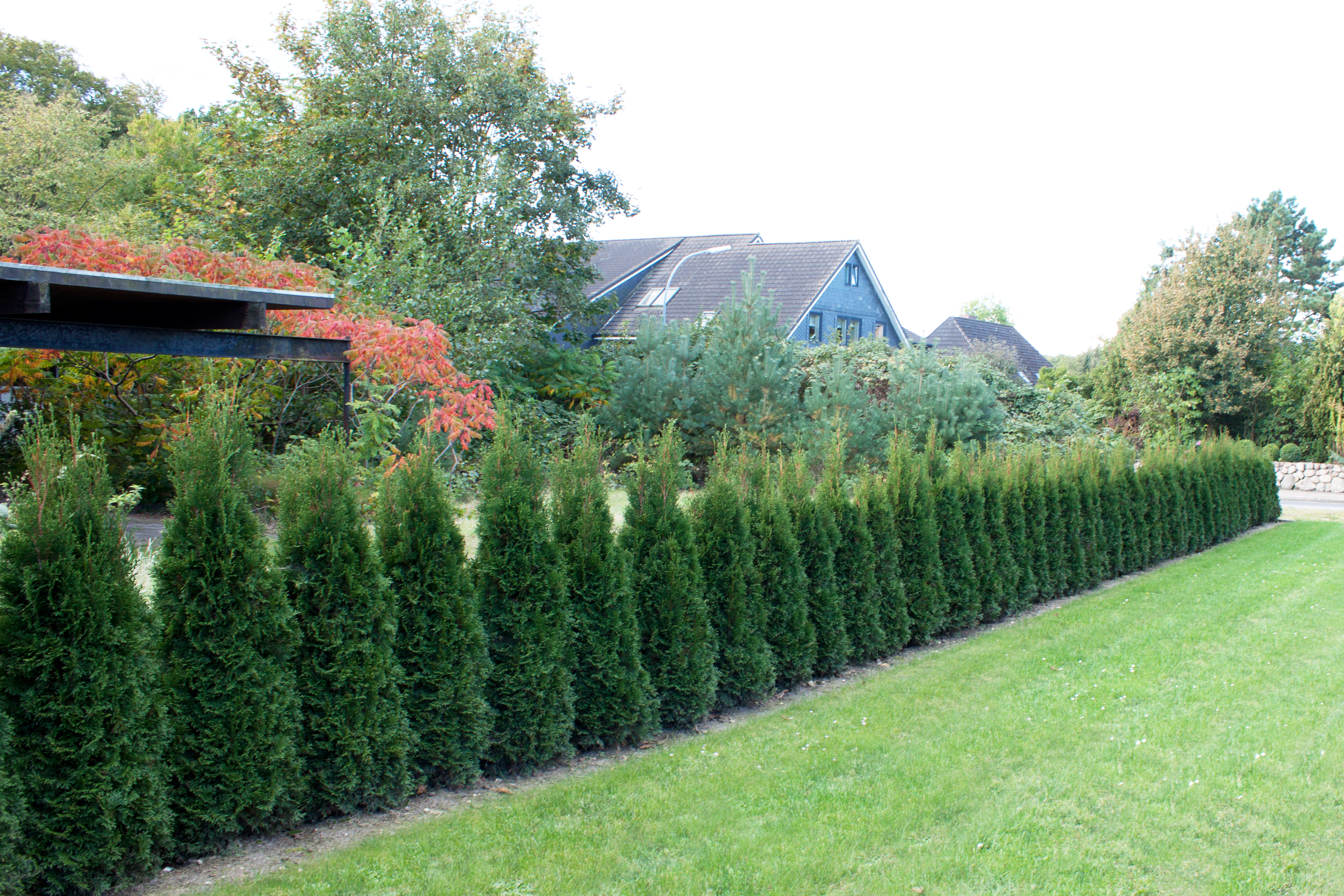 Lebensbaum Dark Embers Bestellen Sie Gunstig Ab Baumschule