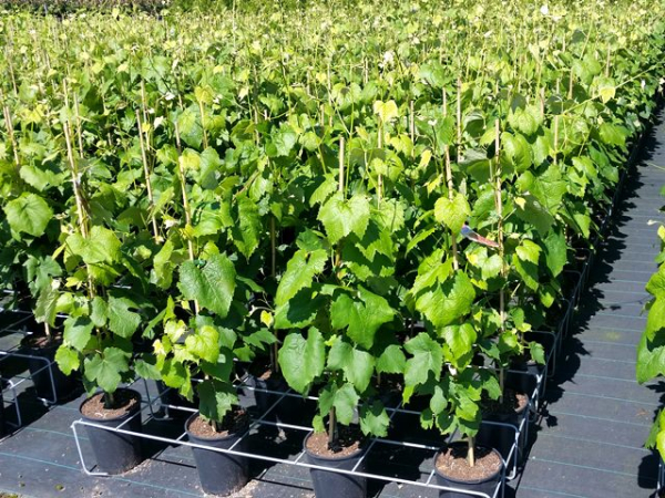 Vitis "Vanessa ®" - (Weintraube "Vanessa ®"),
