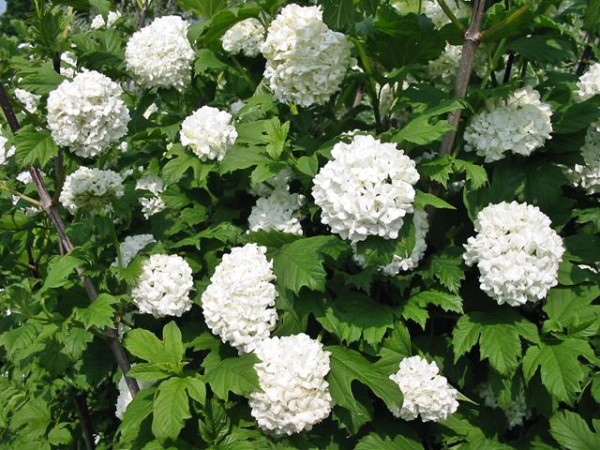 Blüte Viburnum opulus Roseum Gefüllter Schneeball