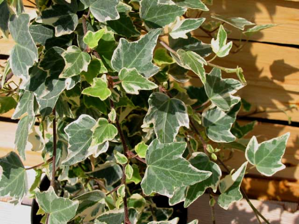 Hedera helix Glacier silberner weißbunter grünbunter efeu
