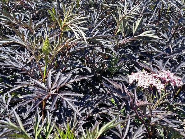 Sambucus nigra Black Lace Schwarzer Holunder