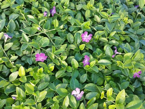 Vinca minor Rubra