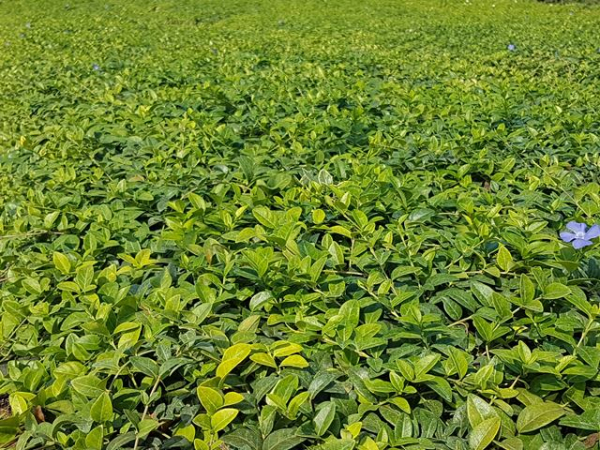 Vinca minor - Kleinblättriges Immergrün