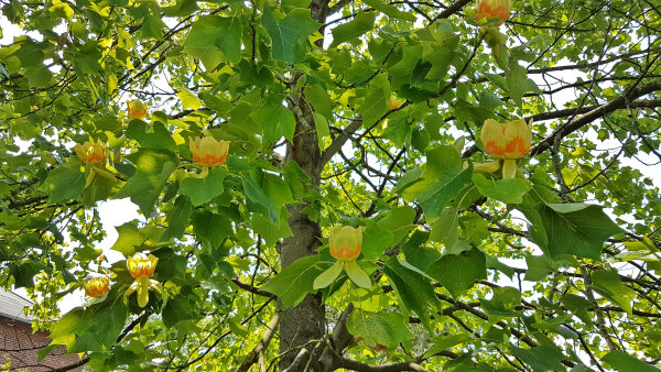 Liriodendron tulipifera - Amerikanischer Tulpenbaum