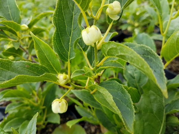 Actinidia arguta Issa kiwi selbstbefruchtend