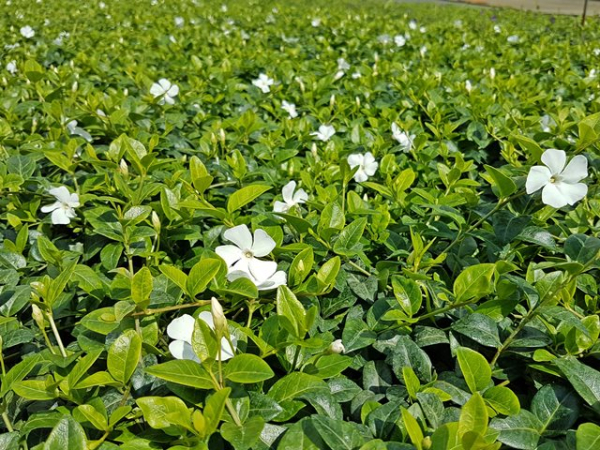 Vinca minor alba - Weißes Immergrün