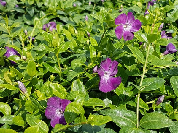 Vinca minor rubra Blüte lila