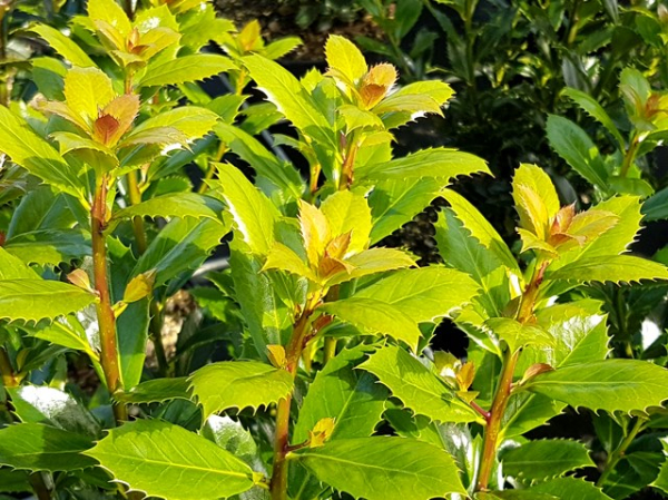 Stechpalme Heckenpracht -S- - Ilex meserveae Heckenpracht -S-