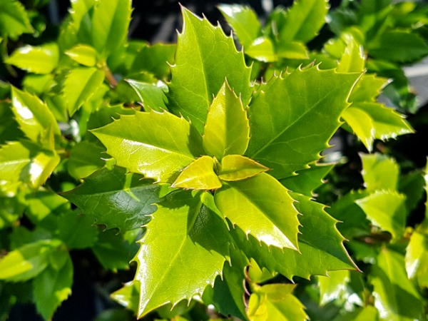 Frischer Balttaustrieb Ilex Heckenstar