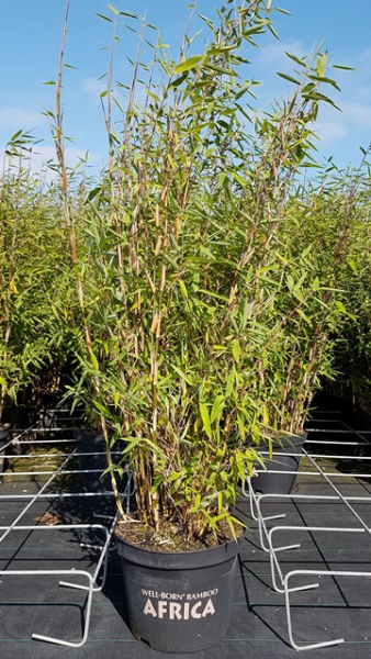 Fargesia murielae "Red Zebra"® - (Bambus Red Zebra ®),