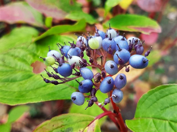 Beeren Früchte Cornus alba sibirica