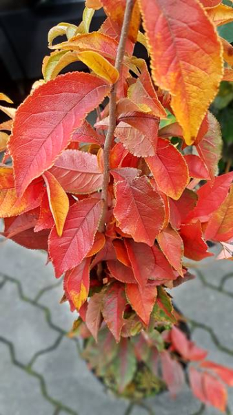 Glanzblattmispel - Photinia villosa