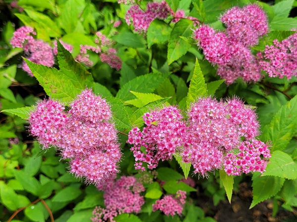Blüte Spiraea bumalda Anthony Waterer