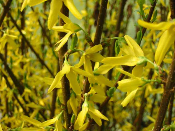 gelbe blüten Forsythia Lynwood Forsythie