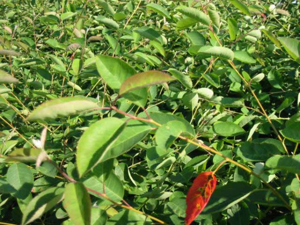 blatt Amelanchier lamarckii Kupfer Felsenbirne