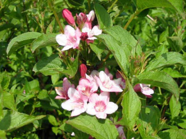 Weigela "Styriaca" - (Weigelie "Styriaca"),