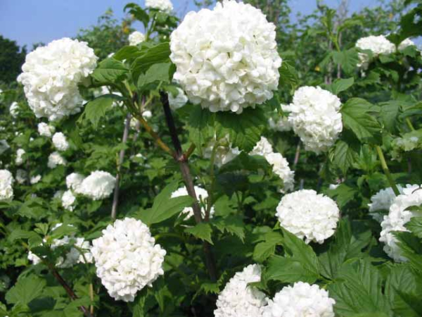 Blüte Viburnum opulus Roseum Gefüllter Schneeball