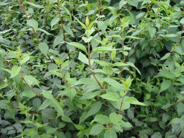 Blätter wuchs Philadelphus Erectus Duftjasmin