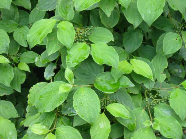 Cornus sanguinea Roter Hartriegel