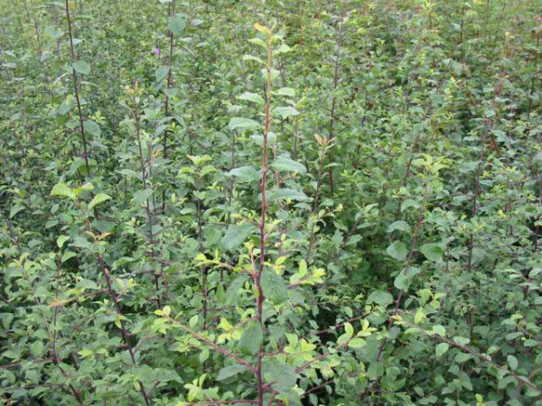 Prunus spinosa - (Schlehe),