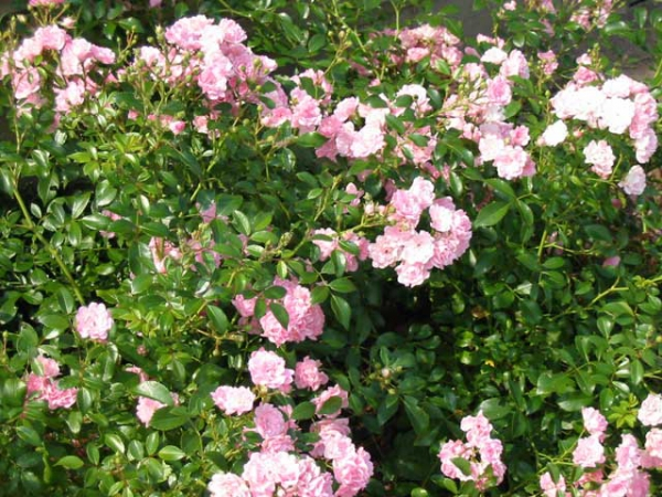 Rosa "The Fairy" - (Bodendeckerrose "The Fairy"),
