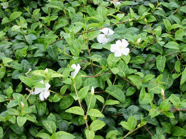 Vinca minor alba - Weißes Immergrün