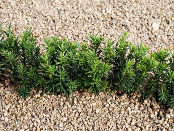 Taxus cuspidata Lescow - Eibe Lescow
