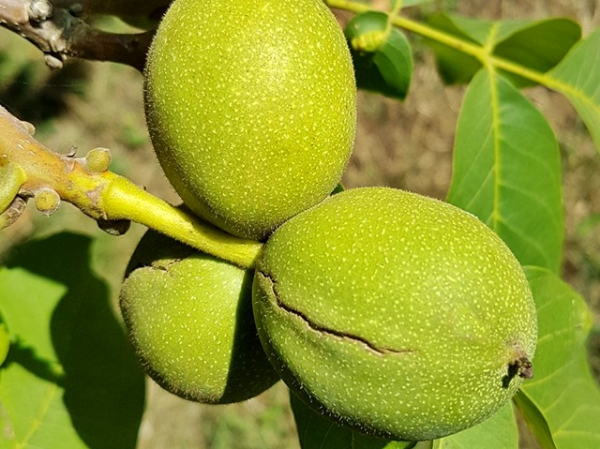 Juglans regia Echte Walnuss