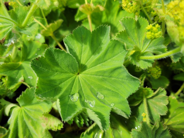 Alchemilla mollis - Frauenmantel