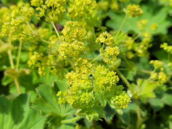 Alchemilla mollis - Frauenmantel