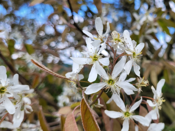 Blüte Amelanchier lamarckii Kupfer Felsenbirne