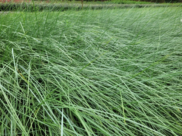 Ammophila arenaria - Strandhafer