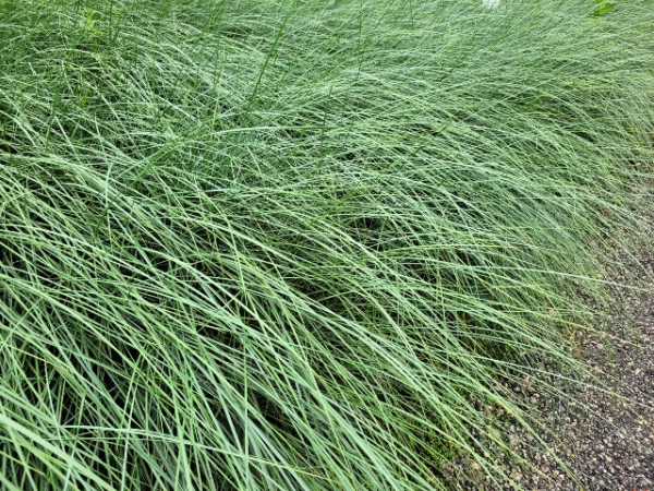 Ammophila arenaria - Strandhafer