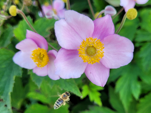 Anemone hupehensis September Charme Herbst-Anemone