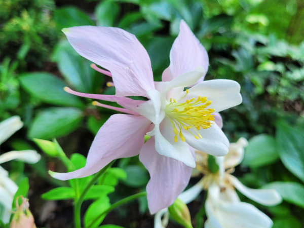 Langspornige Akelei McKana - Aquilegia caerulea McKana