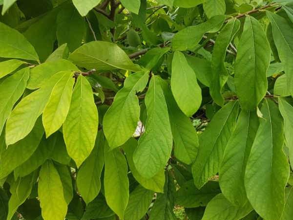 Asimina triloba Prima - Indianerbanane/ Pawpaw Prima