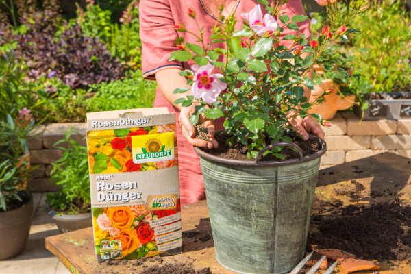 NEUDORFF ® Azet RosenDünger