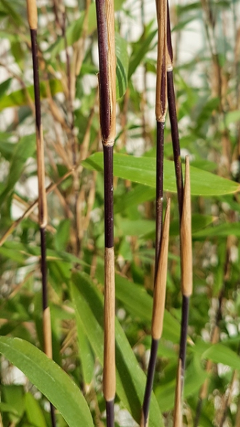 Bambus 'Black Pearl' - Fargesia nitida 'Black Pearl' | Hecken-Direkt.de