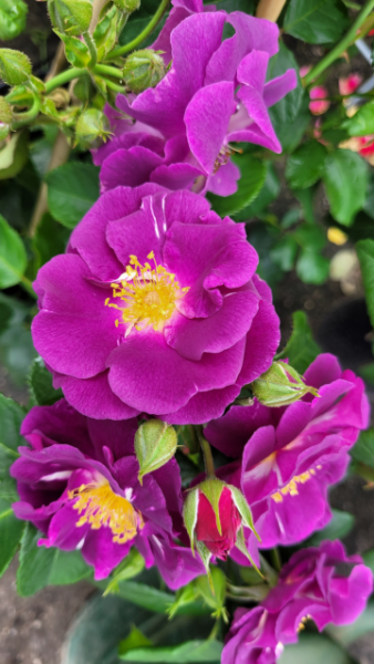 Rosa "Rhapsody in Blue" ® - (Beetrose "Rhapsody in Blue" ®),