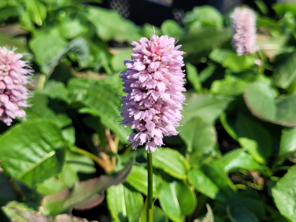 Bistorta (syn. Persicaria) affinis 'Superbum' - Schlangenknöterich